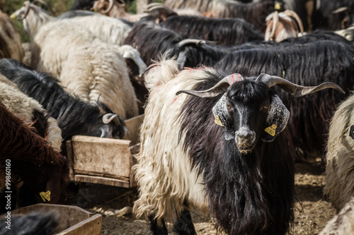 Obraz na plátně Goats and Sheep at Animal Market