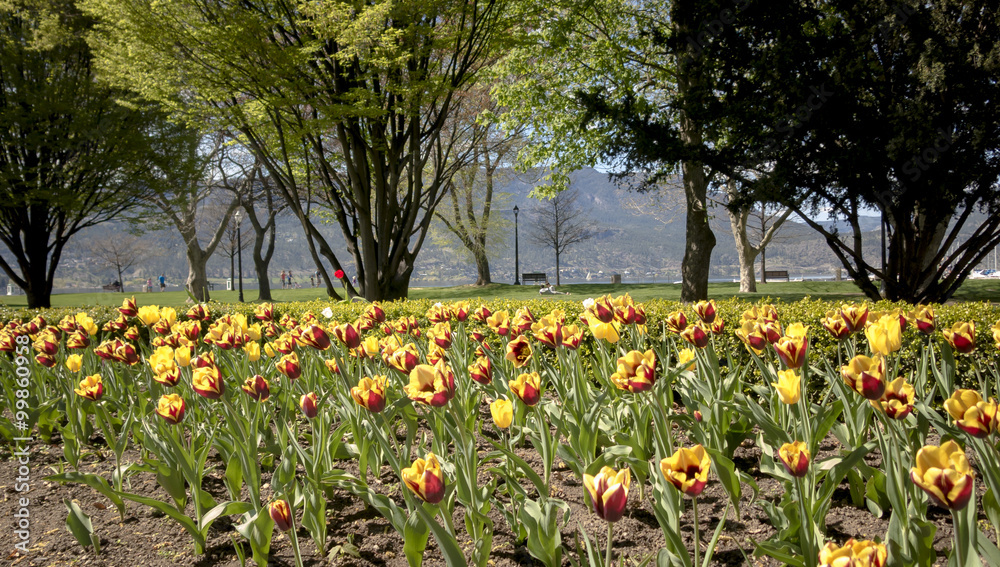 Obraz premium Tulips Grow