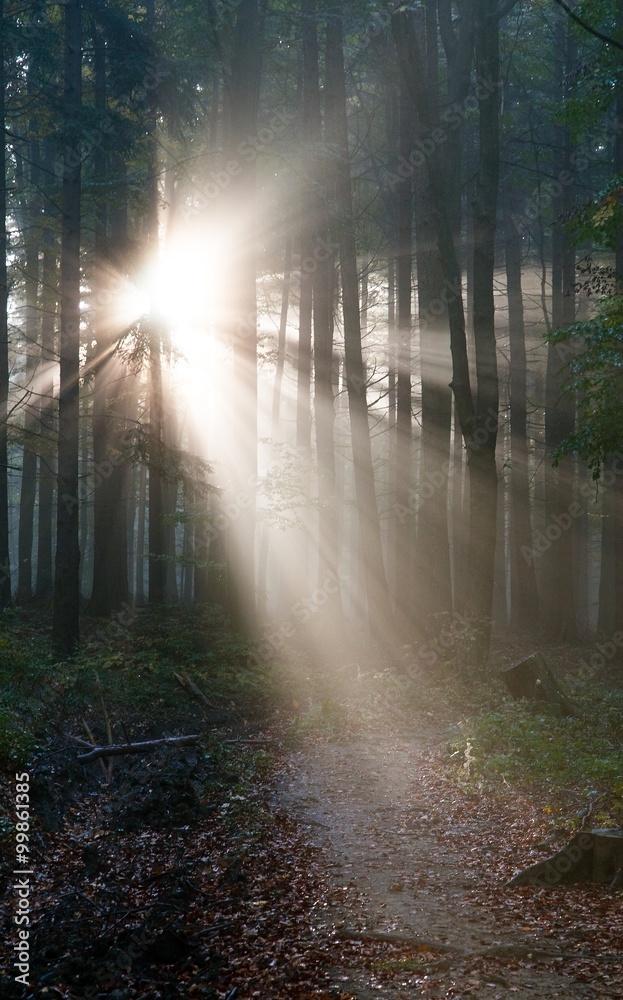 Fototapeta premium View from wood with contreyour sun rays