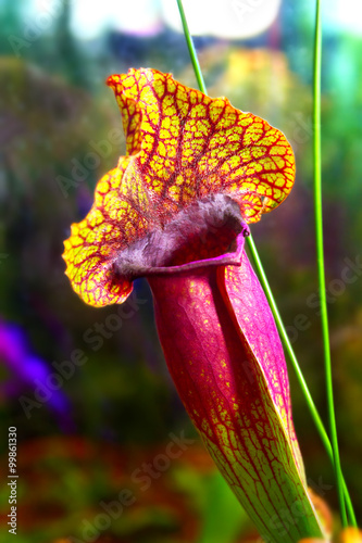 plants carnivorous flower sarracenia exornata