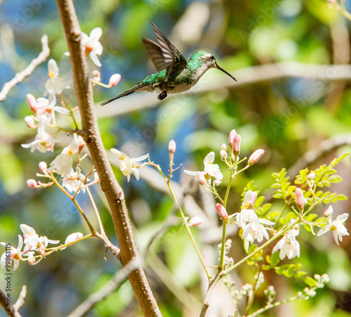 Flying Cuban Emerald Hummingbird (Chlorostilbon ricordii), photo