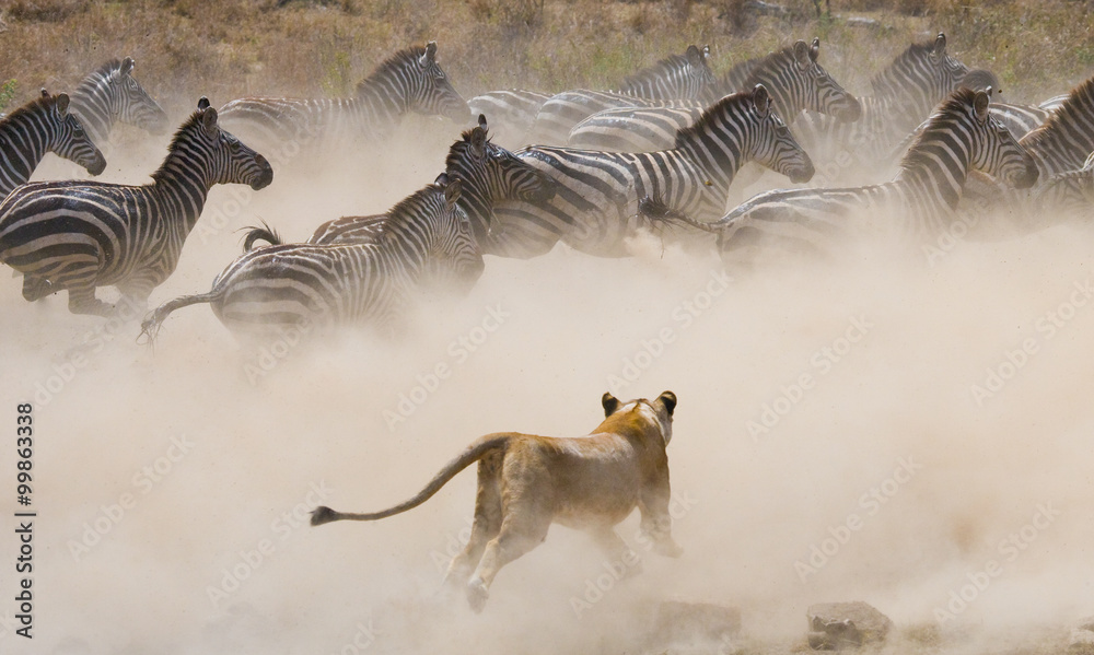 Fototapeta premium Atak lwicy na zebrę. Park Narodowy. Kenia. Tanzania. Masai Mara. Serengeti. Doskonała ilustracja.