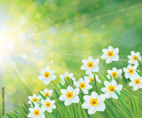Fototapeta Naklejka Na Ścianę i Meble -  Vector white daffodil flowers on green, bokeh background.