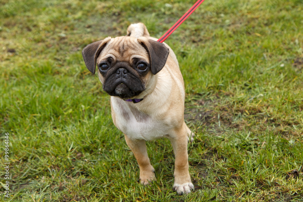 young pug walking