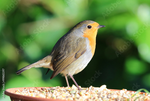 Close up of a Robin 