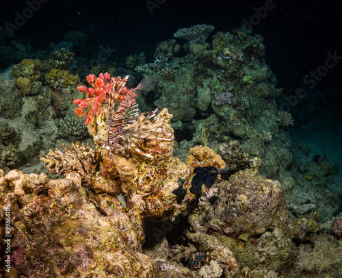 Fototapeta Naklejka Na Ścianę i Meble -  Night coral reef