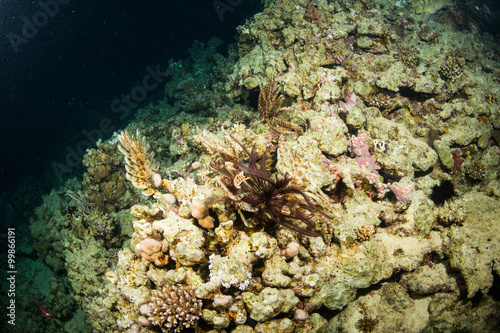 Fototapeta Naklejka Na Ścianę i Meble -  Night coral reef