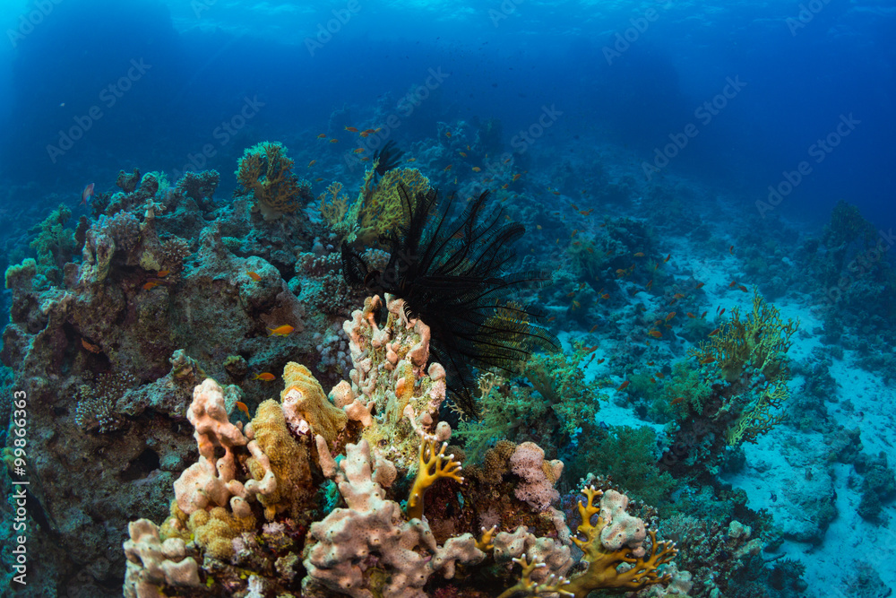 Obraz premium Coral reef