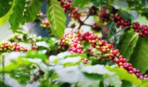 Coffee tree plantation background