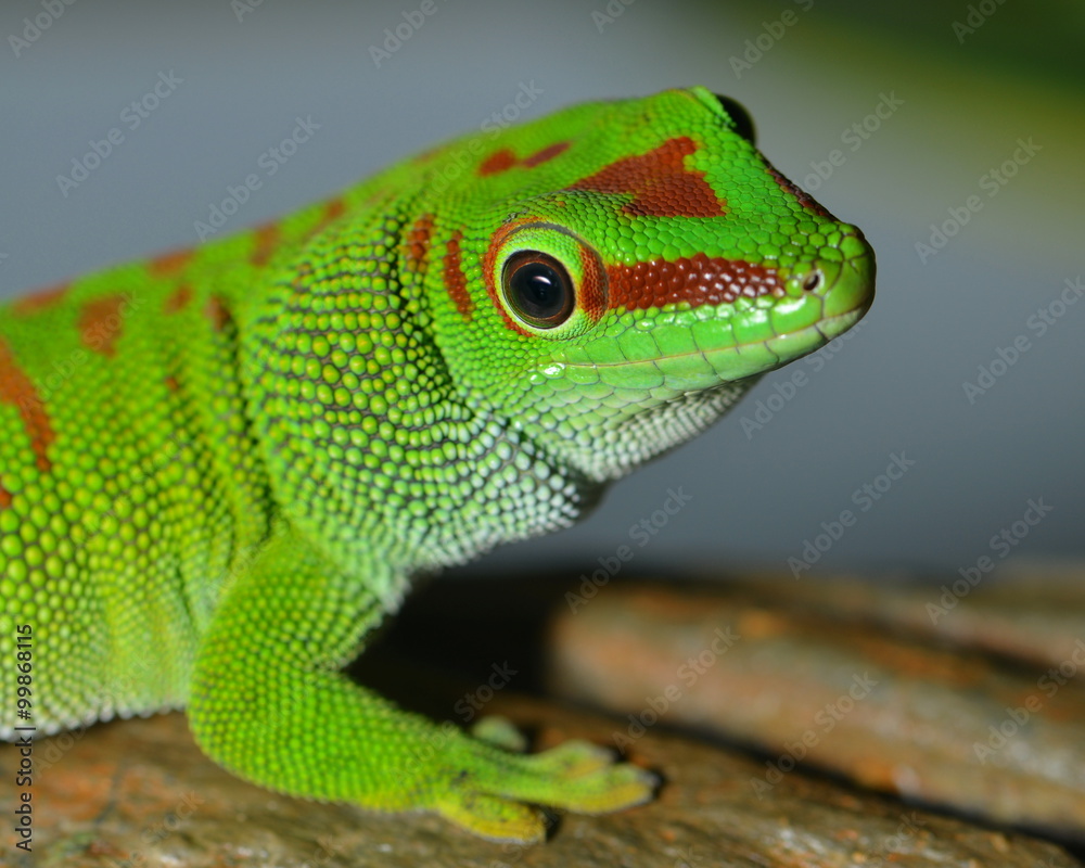 Fototapeta premium sei lieb