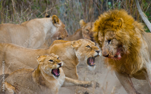 Fight in the family of lions. National Park. Kenya. Tanzania. Masai Mara. Serengeti. 