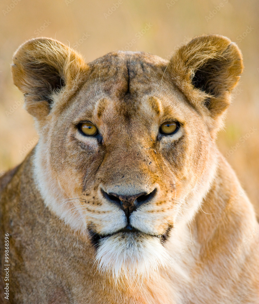 Naklejka premium Portrait of a lioness. Close-up. Kenya. Tanzania. Maasai Mara. Serengeti. An excellent illustration.