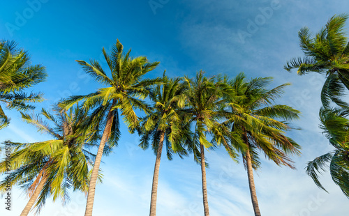 Row of tropical palm trees nature background