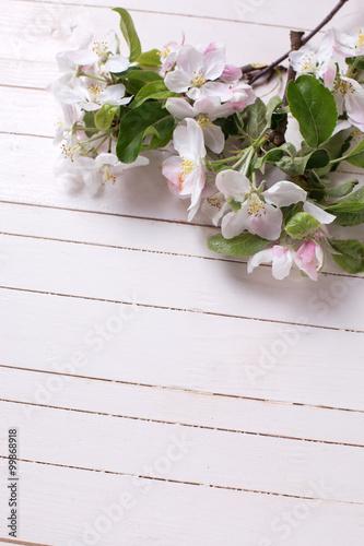 Tender apple blossom on white painted wooden planks.