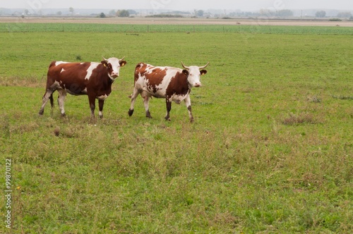 Two cows walking on meadow with green grass