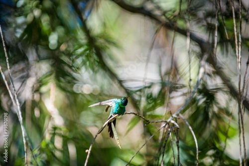 Canvas Print Cuban Emerald Hummingbird (Chlorostilbon ricordii),