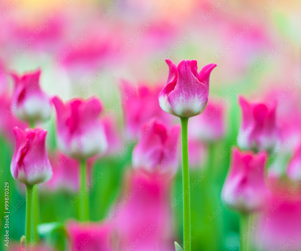 Spring flowers background. Beautiful tulips bloom shallow DOF nature background Spring flowers background. Beautiful tulips bloom shallow DOF nature background