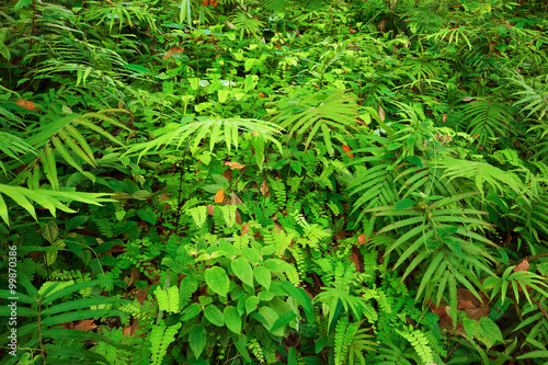 Ferns leaves and other tropical plants create beautiful natural texture background