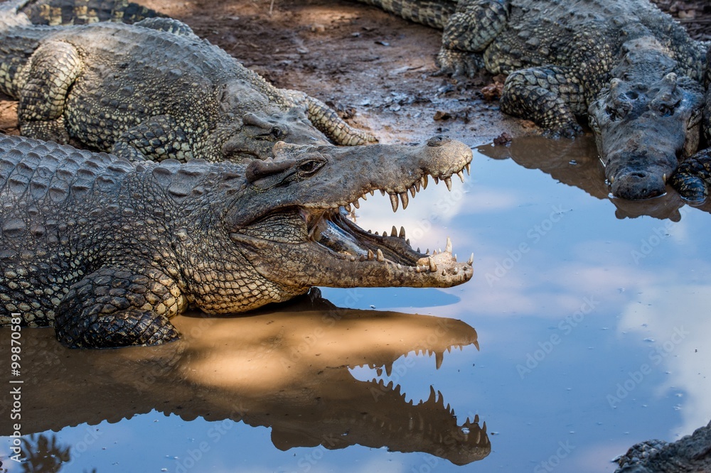 Fototapeta premium Group of Cuban Crocodiles ( crocodylus rhombifer).