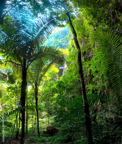 Humid tropical climate of jungle rainforest