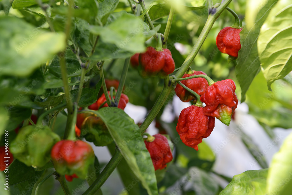 Extremely Hot Chili Peppers Extremely Hot Chili Peppers