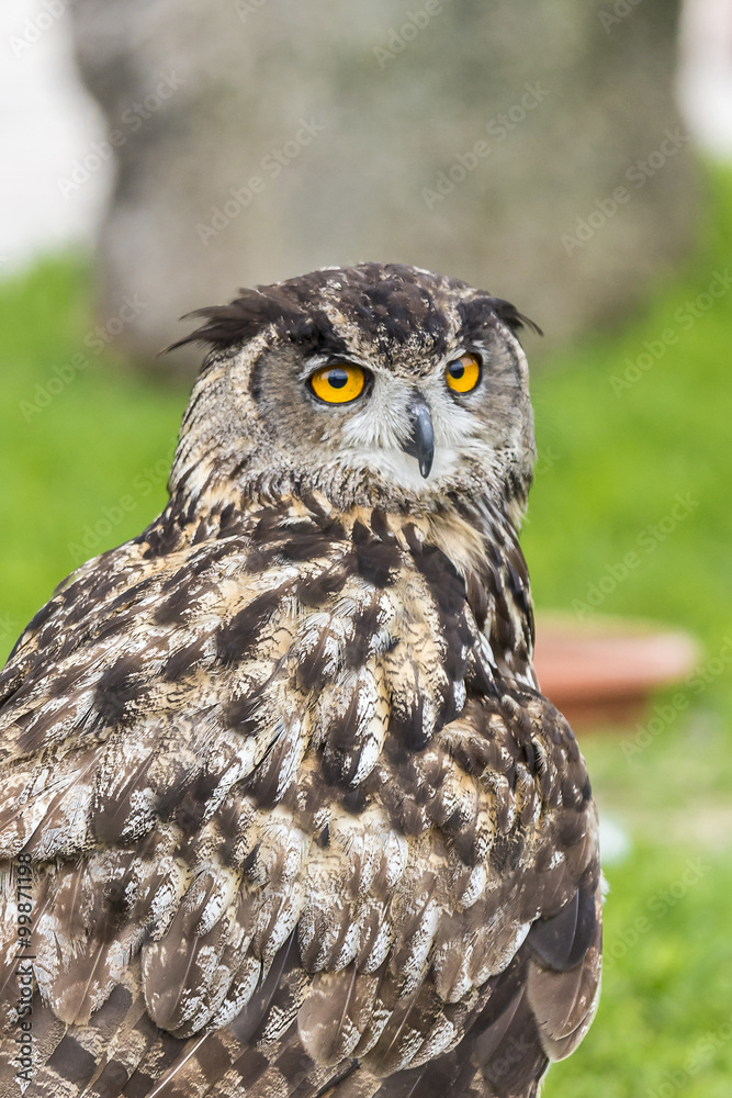 Naklejka premium owl in captivity