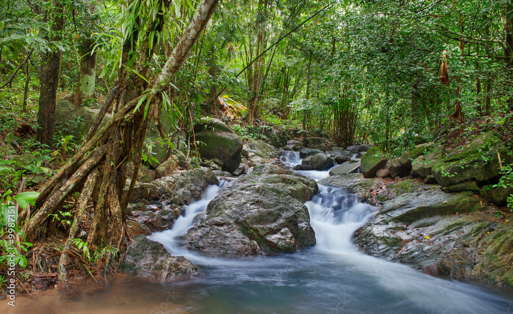 River stream through tropical forest nature background River stream through tropical forest nature background