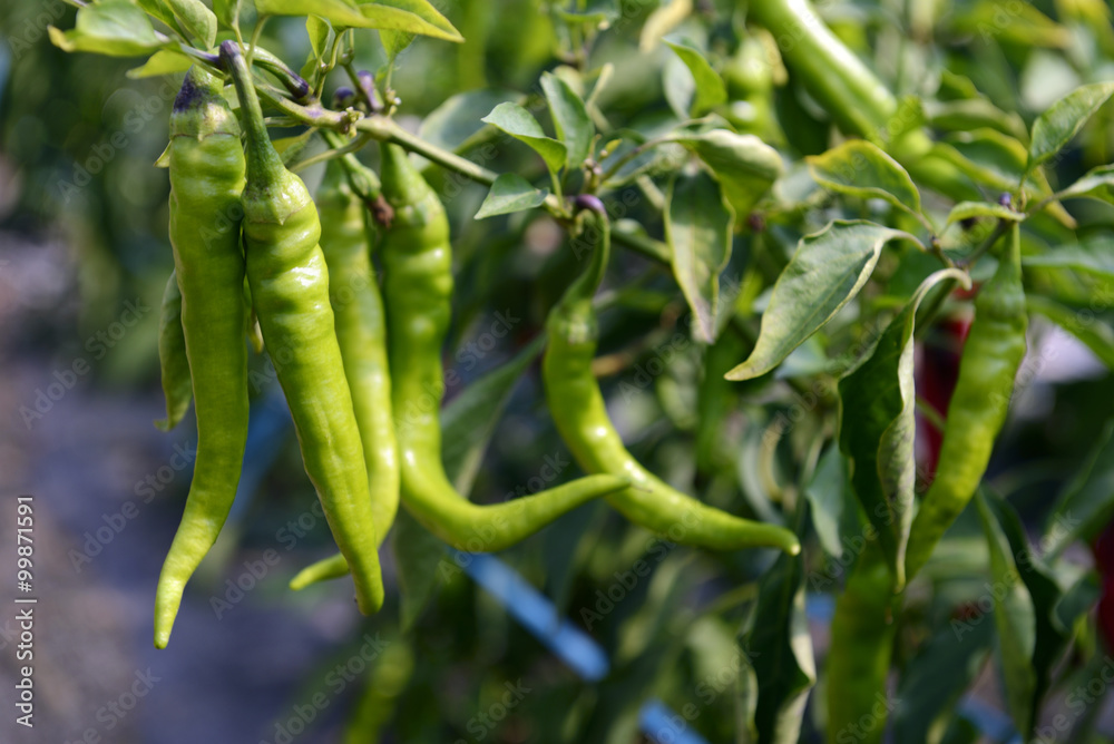 Hot Portugal Peppers Hot Portugal Peppers