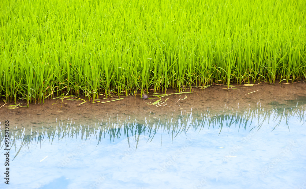Obraz premium Young fresh rice in water field