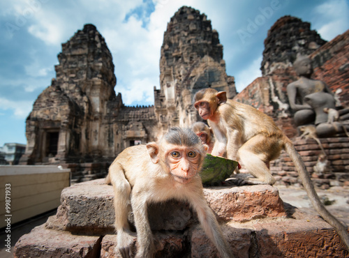 Photography Crab-eating or Long-tailed macaque monkey in Thailand temple in Lopburi