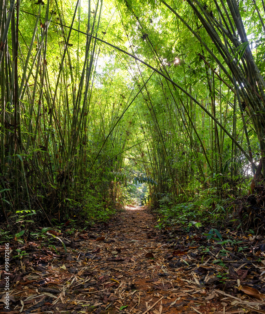 Bamboo Jungle Forest Bamboo Jungle Forest