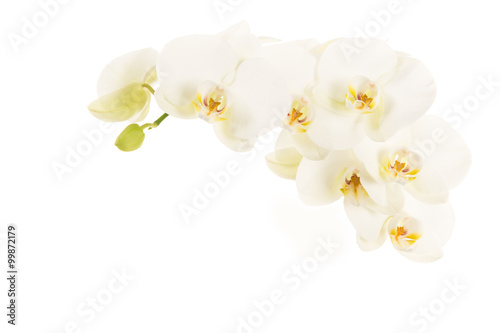 Fototapeta Naklejka Na Ścianę i Meble -  Horizontal branch of white blooming orchids flowers without stem isolated on a white background