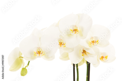 Horizontal branch of white blooming orchids flowers with stem isolated on a white background