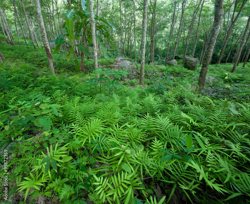 Fern leaves in forest floor in Latex rubber plantation in Thailand
