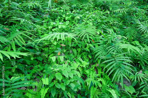 Ferns and other tropical plants in dense forest natural background