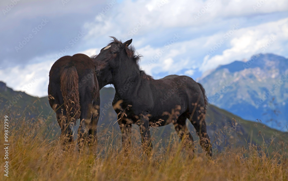 2 liebende Noriker Pferde