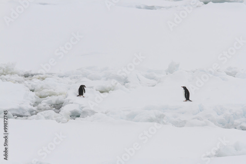 Gentoo penguins on ice float