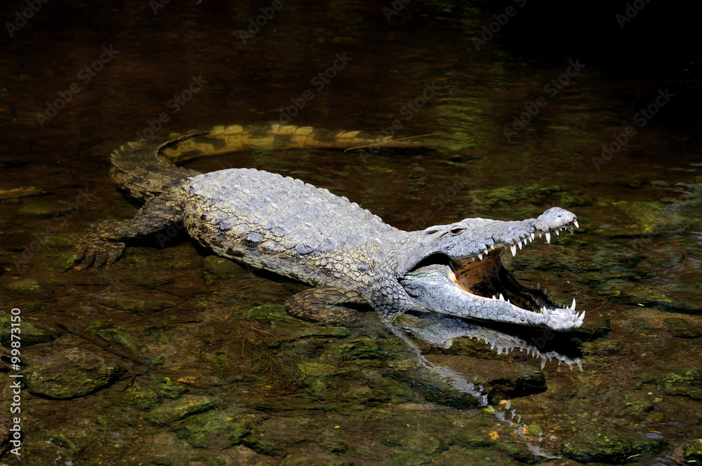 Naklejka premium Crocodile in water. Kenya, Afrca