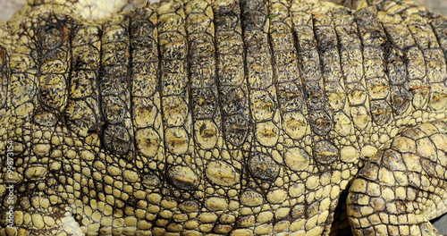 Real crocodile skin