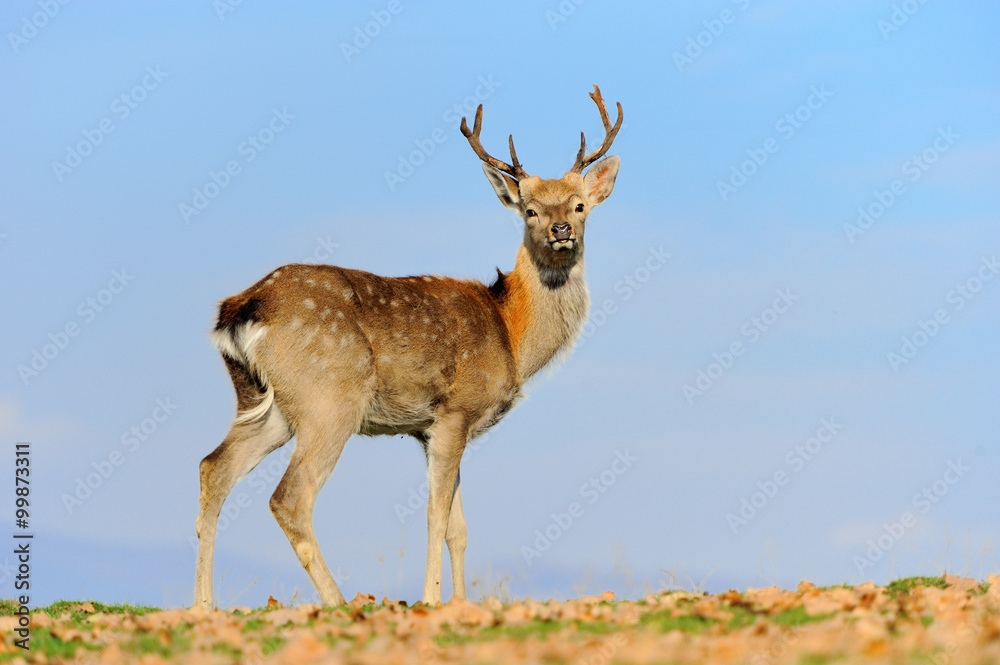 Whitetail Deer standing in autumn day Whitetail Deer standing in autumn day
