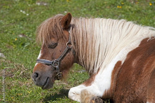 Fototapeta Naklejka Na Ścianę i Meble -  Schlafendes Pony