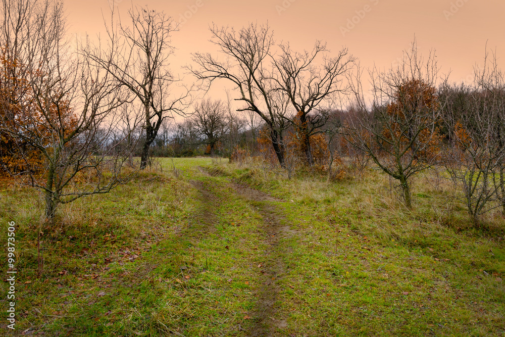 Autumn landscape scene with a trail and trees without leaves Autumn landscape scene with a trail and trees without leaves