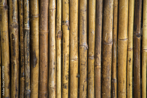 Closeup view at bamboo branch detail