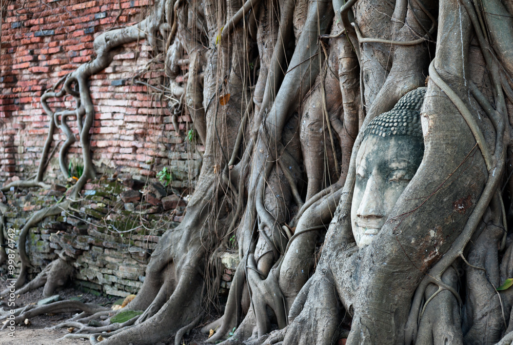 Buddha head it tree roots tourist travel landmark in Ayutthaya Thailand