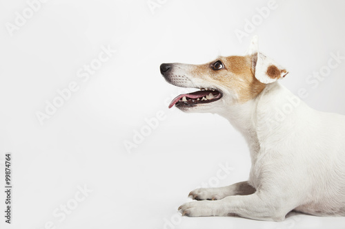 The dog of Russel Terrier lying and waiting