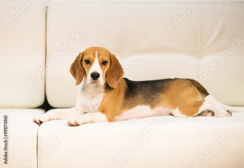 Beagle on the sofa