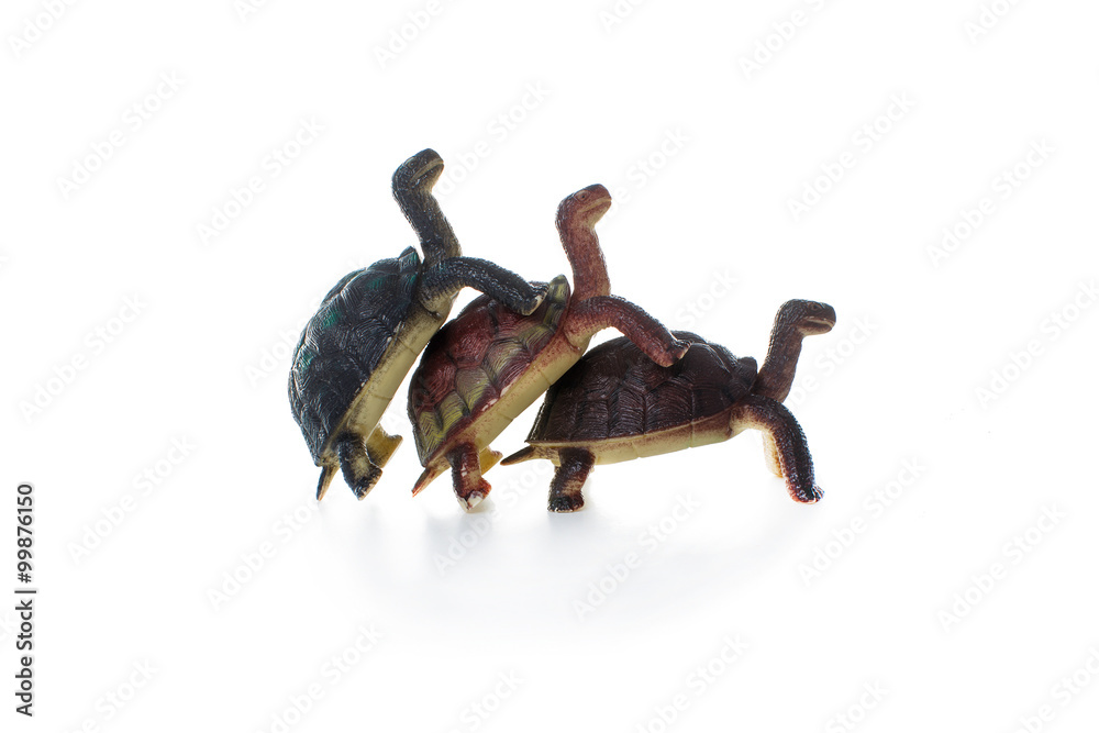 Fototapeta premium three toy tortoises making love. humor. coitus three plastic toy tortoises isolated on white background
