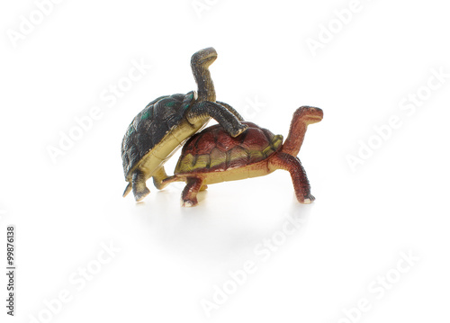 act of love tortoises. coitus two toy plastic tortoises, isolated on a white background