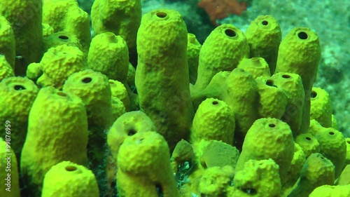 Yellow tube sponge ( Aplysina aerophoba) on a rock, close-up. 
 photo