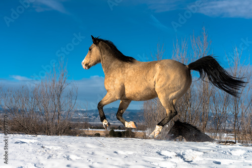Buckskin Horse Winter